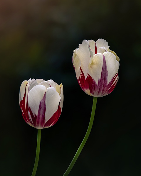 Seana Dowling Photography From Flora to Fauna Nature Blog Two two-toned tulips gracefully curving toward each other, petals off-white and magenta