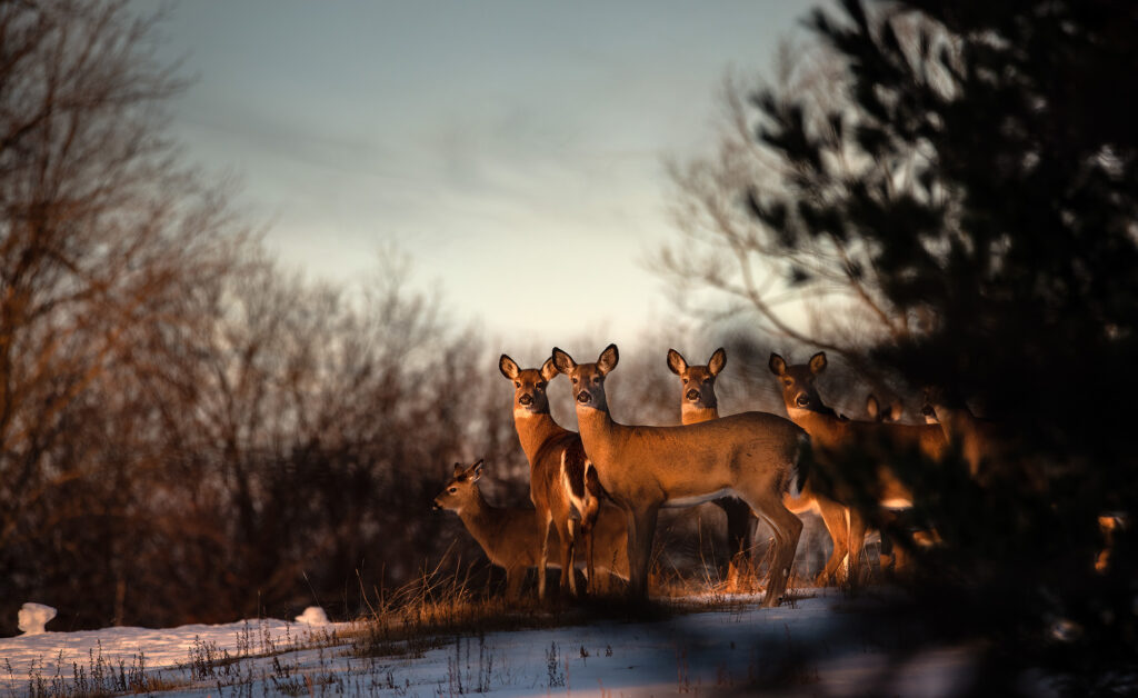 Several does (deer) standing on a snowy hill at sunset Nature Photography