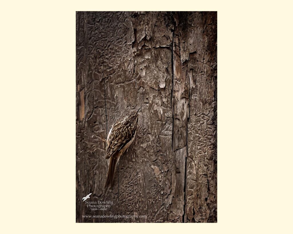 Seana Dowling Photography Beautiful wall art of a Brown Creeper bird on a gnarled tree trunk