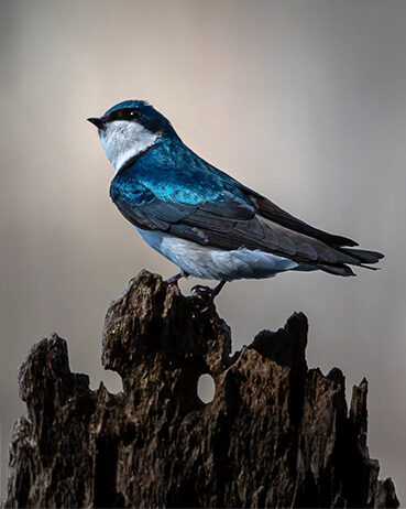 Seana Dowling Photography Tree Swallow on a stump, a beautiful bird with brilliant blue feathers